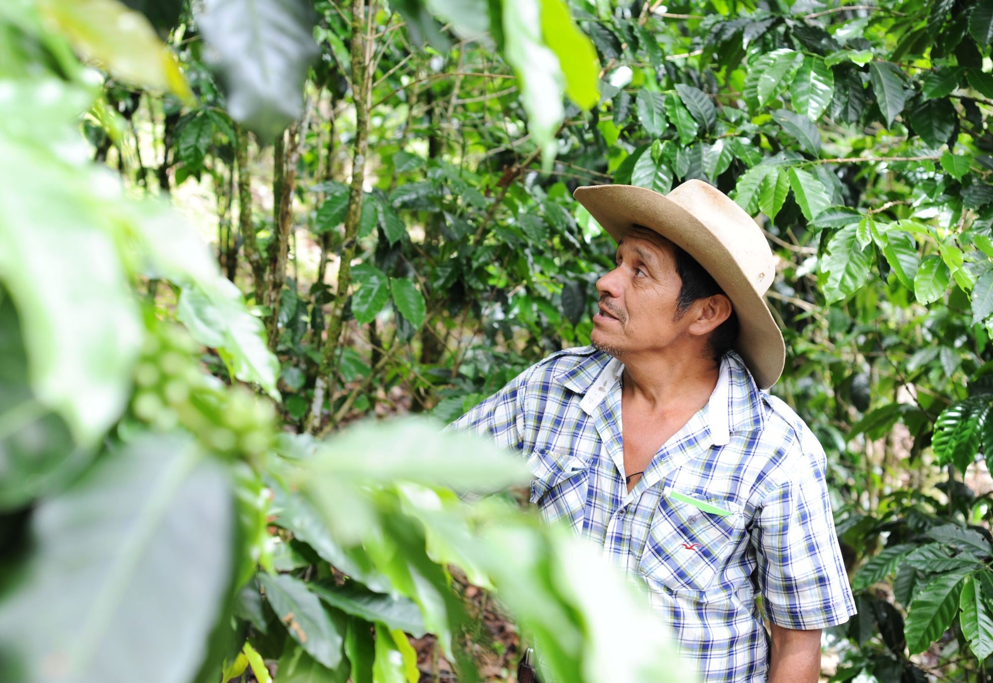Coffee Producer amongst his mature coffee trees looking proud of his hard work.